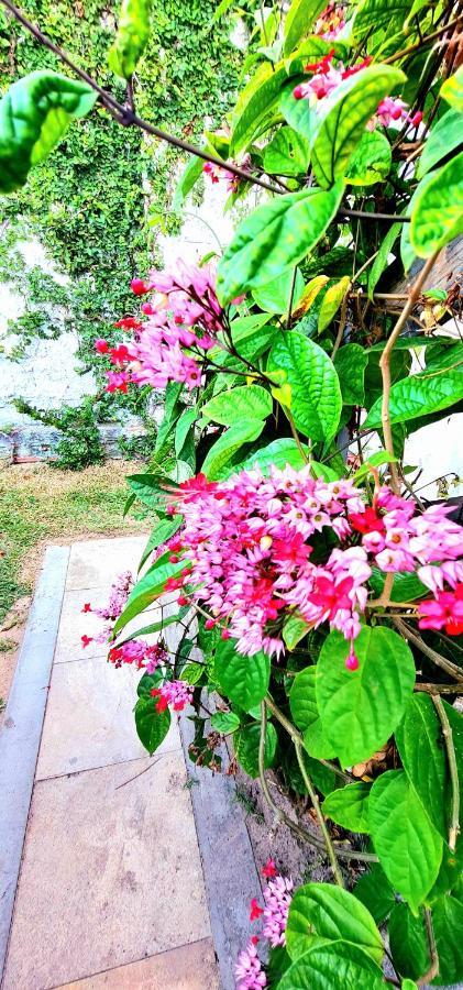 Di Pipa Rooms - Hidromassagem Externa Praia de Pipa 外观 照片